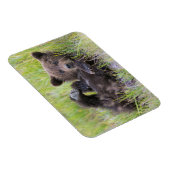 Magnet Flexible Animaux de bébés cutest | Bébé Ours Brown (Côté Droit)