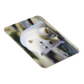 Magnet Flexible Animaux de bébés cutest | Bébé Ours polaire (Côté Droit)