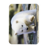 Magnet Flexible Animaux de bébés cutest | Bébé Ours polaire (Vertical)