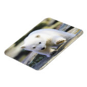 Magnet Flexible Animaux de bébés cutest | Bébé Ours polaire (Côté Gauche)