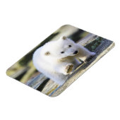 Magnet Flexible Animaux de bébés cutest | Bébé Ours Polaire Cub (Côté Gauche)