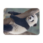 Magnet Flexible Animaux de bébés cutest | Bébé Panda Ours Dormir (Horizontal)