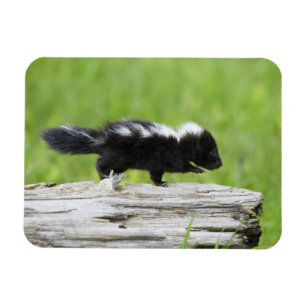 Magnet Flexible Animaux de bébés cutest   Bébé Skunk