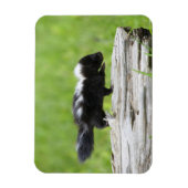 Magnet Flexible Animaux de bébés cutest | Bébé Skunk (Vertical)