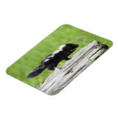 Magnet Flexible Animaux de bébés cutest | Bébé Skunk (Côté Gauche)