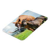 Magnet Flexible Animaux de bébés cutest | Black Foy avec maman (Côté Gauche)