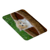 Magnet Flexible Animaux de bébés cutest | Blue Eyed Kitten (Côté Droit)