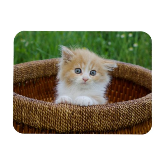 Magnet Flexible Animaux de bébés cutest | Blue Eyed Kitten (Horizontal)