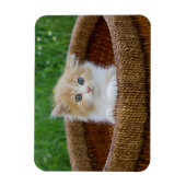 Magnet Flexible Animaux de bébés cutest | Blue Eyed Kitten (Vertical)