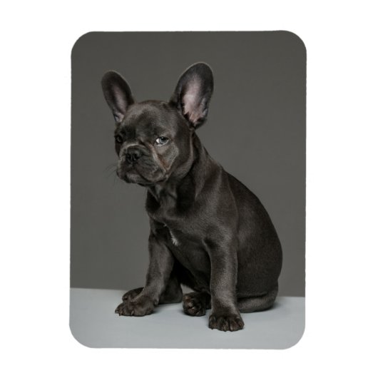 Magnet Flexible Animaux de bébés cutest | Blue French Bulldog Pupp (Vertical)