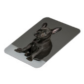 Magnet Flexible Animaux de bébés cutest | Blue French Bulldog Pupp (Côté Gauche)