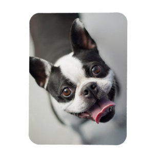 Magnet Flexible Animaux de bébés cutest Boston Bulldog Smile