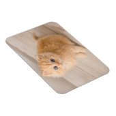 Magnet Flexible Animaux de bébés cutest | British Longhair Kitten (Côté Droit)