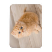 Magnet Flexible Animaux de bébés cutest | British Longhair Kitten (Vertical)