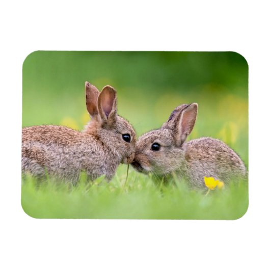 Magnet Flexible Animaux de bébés cutest | Bunny Kiss (Horizontal)