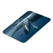 Magnet Flexible Animaux de bébés cutest | Calf de baleine à bosse (Côté Gauche)