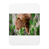 Magnet Flexible Animaux de bébés cutest | Calf de vache des Highla (Vertical)
