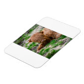 Magnet Flexible Animaux de bébés cutest | Calf de vache des Highla (Côté Gauche)