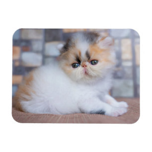 Magnet Flexible Animaux de bébés cutest Calico Persian Kitten
