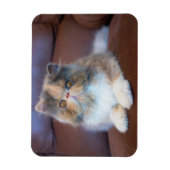 Magnet Flexible Animaux de bébés cutest | Calico Persian Kitten (Vertical)