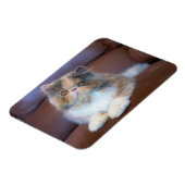 Magnet Flexible Animaux de bébés cutest | Calico Persian Kitten (Côté Gauche)