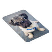 Magnet Flexible Animaux de bébés cutest | Carlin bébé (Côté Droit)