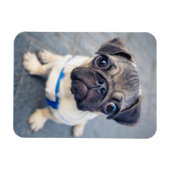 Magnet Flexible Animaux de bébés cutest | Carlin bébé (Horizontal)