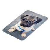 Magnet Flexible Animaux de bébés cutest | Carlin bébé (Côté Gauche)