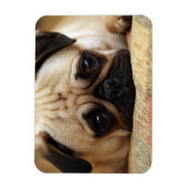 Magnet Flexible Animaux de bébés cutest | Carlin bébé chiot (Vertical)