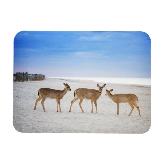 Magnet Flexible Animaux de bébés cutest | Cerfs sur la plage (Horizontal)