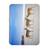 Magnet Flexible Animaux de bébés cutest | Cerfs sur la plage (Vertical)