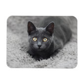 Magnet Flexible Animaux de bébés cutest | Chat gris (Horizontal)