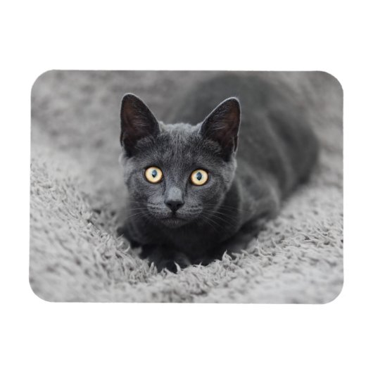 Magnet Flexible Animaux de bébés cutest | Chat gris (Horizontal)