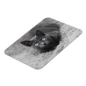 Magnet Flexible Animaux de bébés cutest | Chat gris (Côté Gauche)
