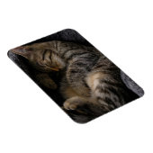 Magnet Flexible Animaux de bébés cutest | Chat Tabby Dormant (Côté Droit)