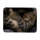 Magnet Flexible Animaux de bébés cutest | Chat Tabby Dormant (Horizontal)