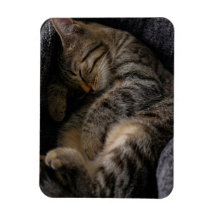 Magnet Flexible Animaux de bébés cutest Chat Tabby Dormant