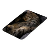 Magnet Flexible Animaux de bébés cutest | Chat Tabby Dormant (Côté Gauche)