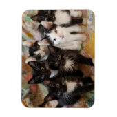 Magnet Flexible Animaux de bébés cutest | Chatons noirs et blancs (Vertical)