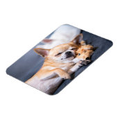 Magnet Flexible Animaux de bébés cutest | Chihuahua Chig aux cheve (Côté Gauche)