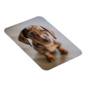 Magnet Flexible Animaux de bébés cutest | Chiot Brown (Côté Droit)