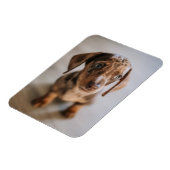 Magnet Flexible Animaux de bébés cutest | Chiot Brown (Côté Gauche)