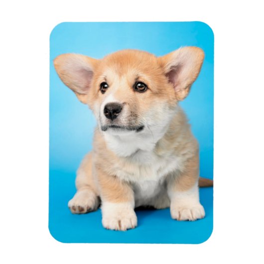 Magnet Flexible Animaux de bébés cutest | Chiot de Corgi en bleu (Vertical)