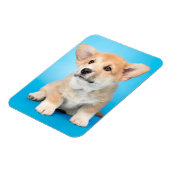 Magnet Flexible Animaux de bébés cutest | Chiot de Corgi en bleu (Côté Gauche)