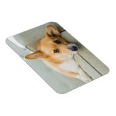 Magnet Flexible Animaux de bébés cutest | Chiot de Corgi sur canap (Côté Droit)