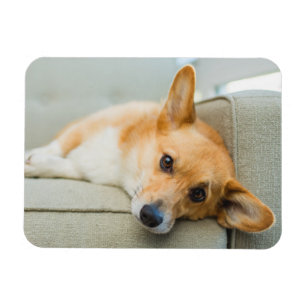 Magnet Flexible Animaux de bébés cutest Chiot de Corgi sur canap