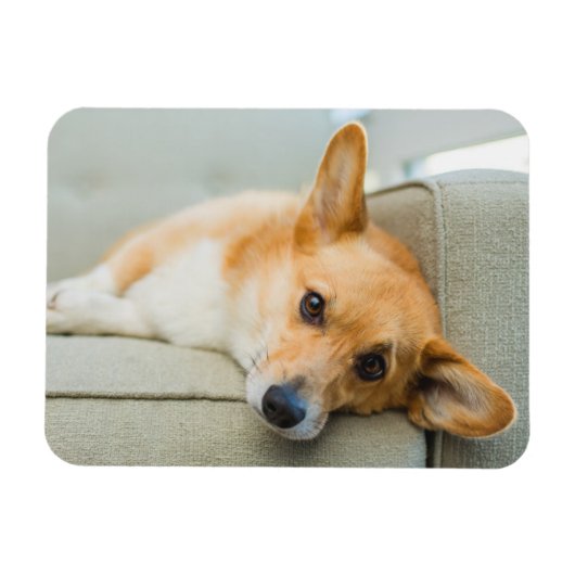 Magnet Flexible Animaux de bébés cutest | Chiot de Corgi sur canap (Horizontal)