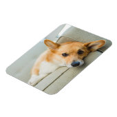 Magnet Flexible Animaux de bébés cutest | Chiot de Corgi sur canap (Côté Gauche)