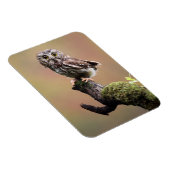 Magnet Flexible Animaux de bébés cutest | Chouette blanche de la s (Côté Droit)