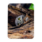 Magnet Flexible Animaux de bébés cutest | Chouette tachetée (Vertical)